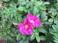 Heckenrose (wild rose)